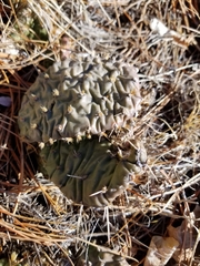 Opuntia cymochila