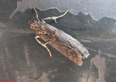 Acrobasis juglandis