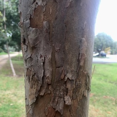 Corymbia ficifolia