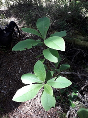 Brachyglottis hectorii