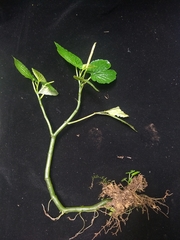 Peperomia albert-smithii