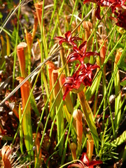 Sarracenia rubra