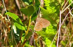Neonympha areolatus