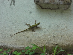 Anolis evermanni