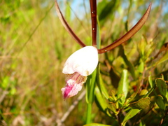 Cleistesiopsis oricamporum