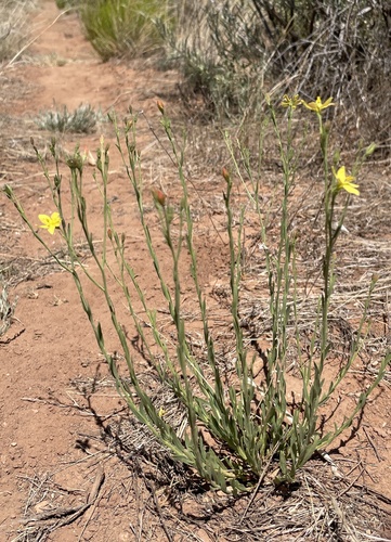 rough menodora (Menodora scabra)