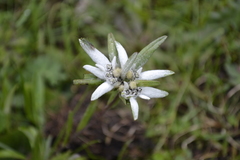 Leontopodium