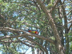 Platycercus eximius diemenensis