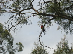 Platycercus eximius diemenensis