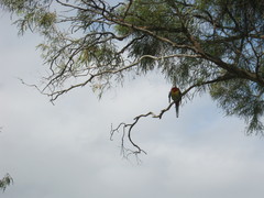 Platycercus eximius diemenensis