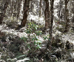 Brachyglottis hectorii