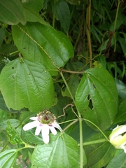 Passiflora alnifolia