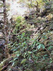 Brachyglottis hectorii