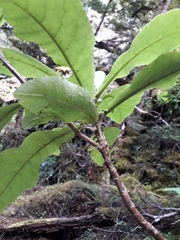 Brachyglottis hectorii