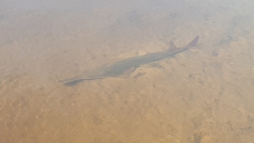 Smalltooth sawfish (Pristis pectinata) — Pristidae — 3
