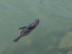Arctocephalus forsteri