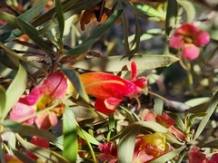 Eremophila neglecta