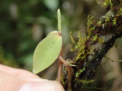 Peperomia trianae