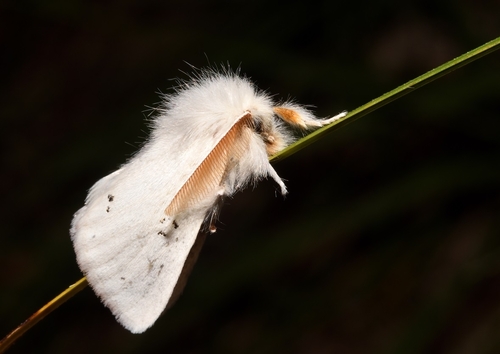 Brown-tail Moth