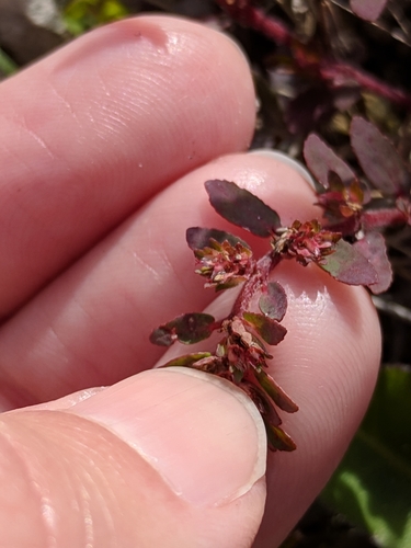 Image of Euphorbia conferta by (c) Alison Northup, some rights reserved (CC BY)