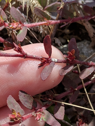 Image of Euphorbia conferta by (c) Alison Northup, some rights reserved (CC BY)