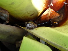 Leptodactylus rugosus