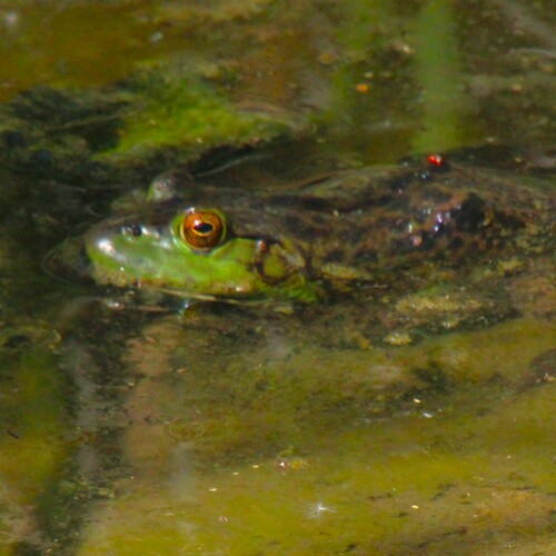 iNaturalist observation photo of American Bullfrog