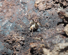 Pleioplectron hudsoni