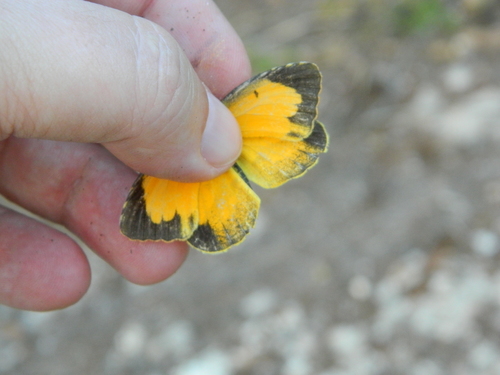 Abaeis nicippiformis