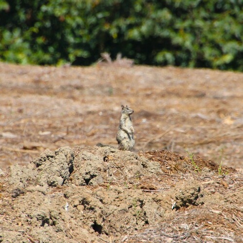 iNaturalist observation photo of California Ground Squirrel
