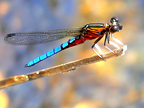 Dancing Jewel