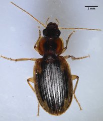 Tanystoma maculicolle