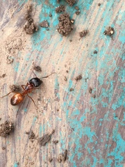 Camponotus sansabeanus