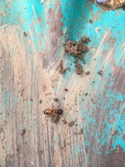 Camponotus sansabeanus