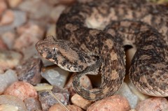 Bitis caudalis