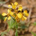 Camarea affinis - Photo (c) Laurent Quéno, algunos derechos reservados (CC BY-NC), subido por Laurent Quéno