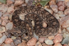 Bitis caudalis