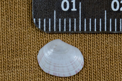 Semele rubropicta