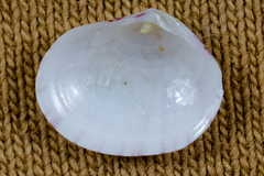 Semele rubropicta