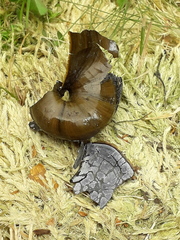 Powelliphanta