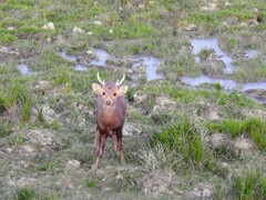 Axis porcinus
