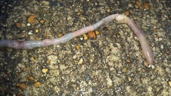 Aporrectodea caliginosa