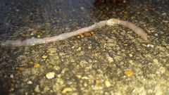 Aporrectodea caliginosa