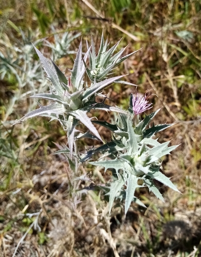 Image of Carthamus glaucus by (c) Anton Popovich, some rights reserved (CC BY)