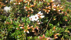 Epacris serpyllifolia