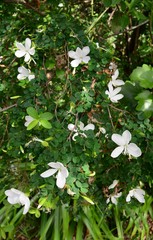 Bauhinia natalensis
