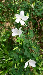 Bauhinia natalensis