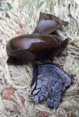 Powelliphanta