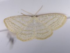 Scopula quadrilineata
