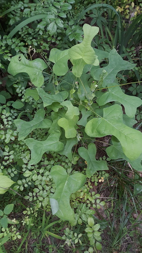 Liriodendron tulipifera